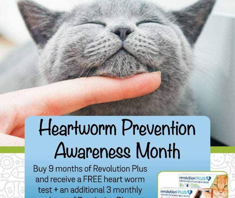 Heartworm Cat Prevention Special Traveling Tails Veterinary Clinic