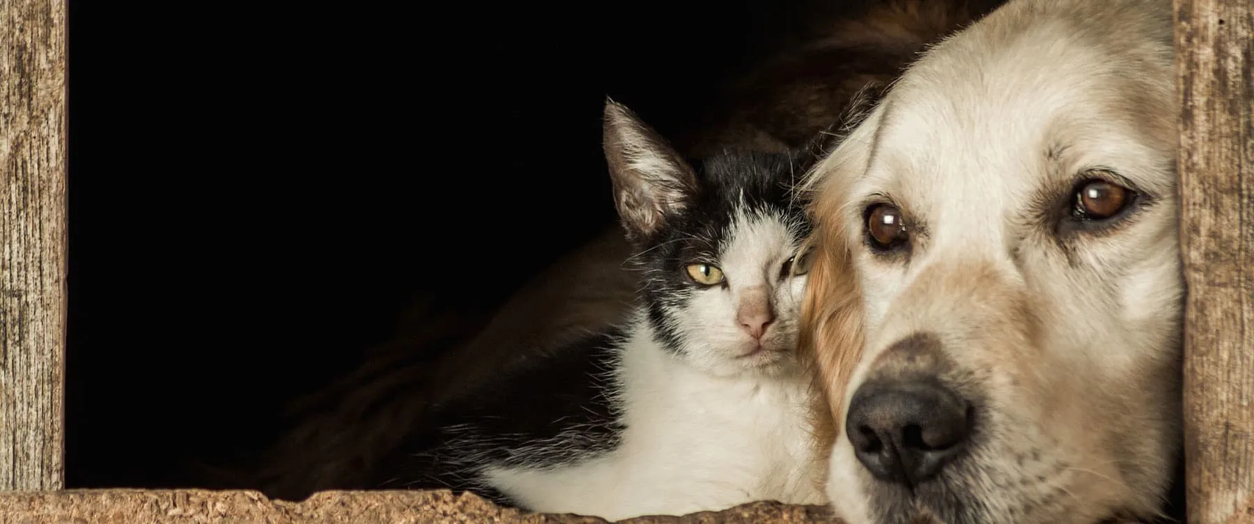 A black and white cat cuddled up to a golden dog