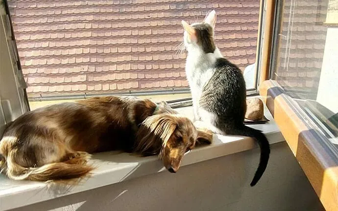Dachshund and cat resting together on a sunny window ledge