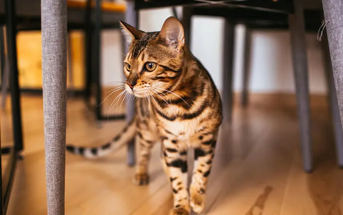A happy pet