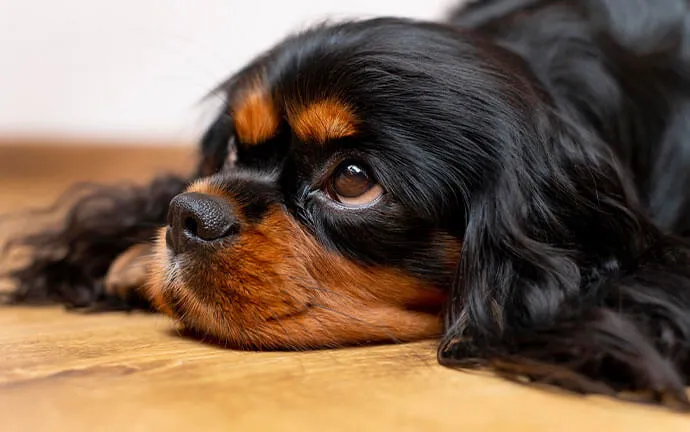 A happy pet