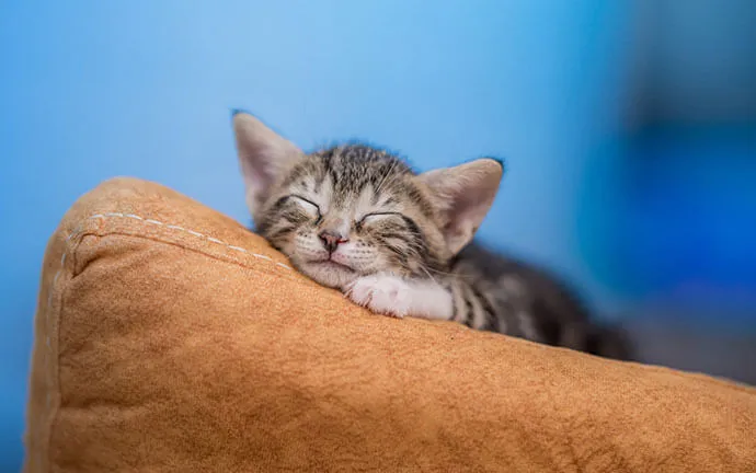 A happy pet