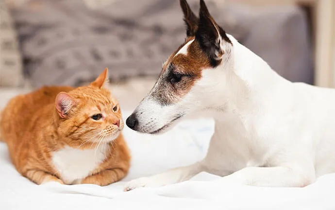 A happy pet
