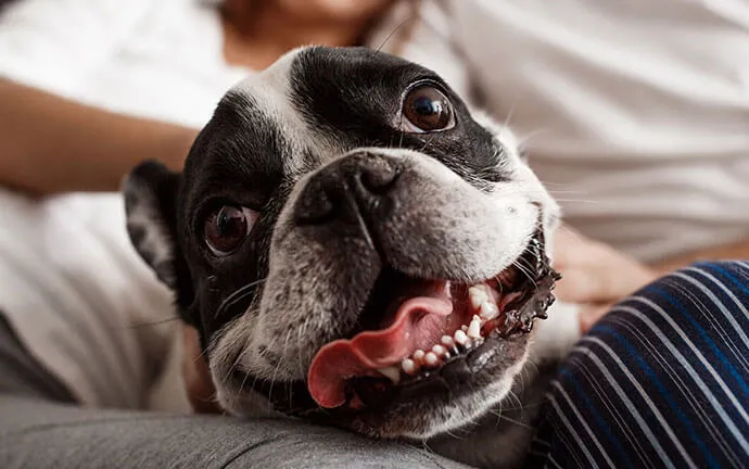 A happy pet