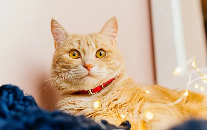 A happy pet
