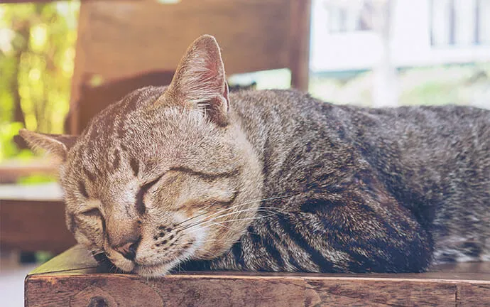 A happy pet