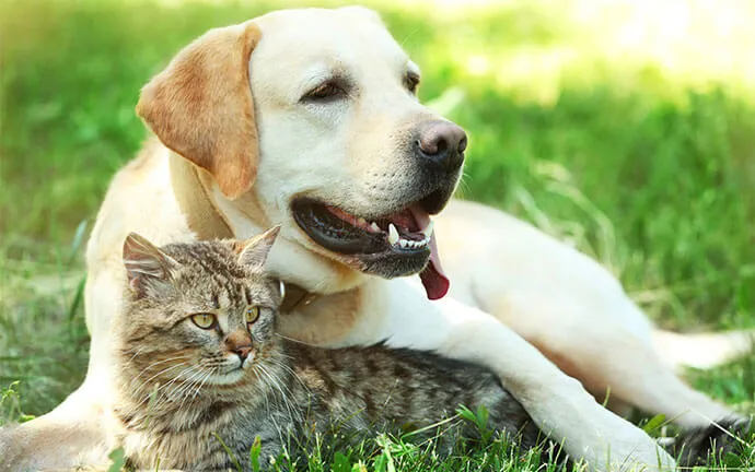 A happy pet