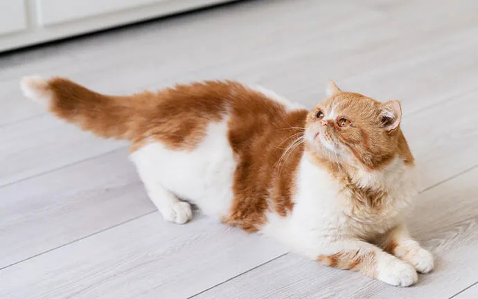 A happy pet