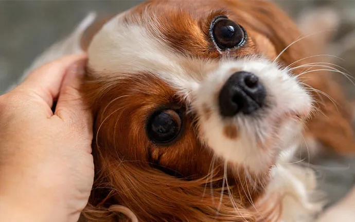 A happy pet