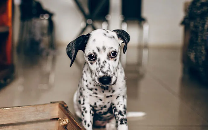 A happy pet