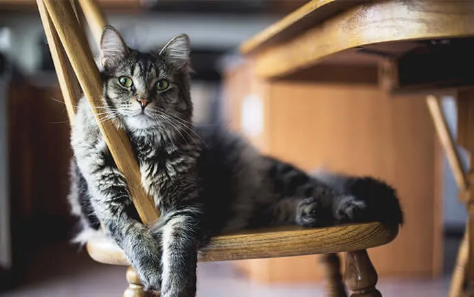 A happy pet