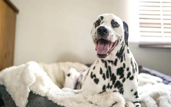 A Dalmatian relaxing in a cozy dog bed