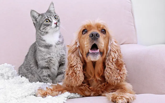 A gray cat and a cocker spaniel side by side
