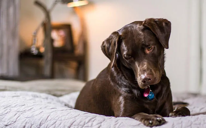 A chocolate Labrador puppy lying on a bed