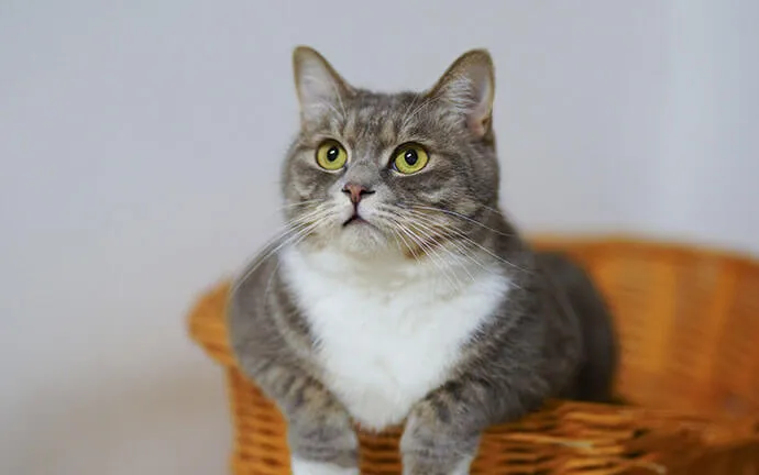 A gray and white cat sitting in a wicker basket