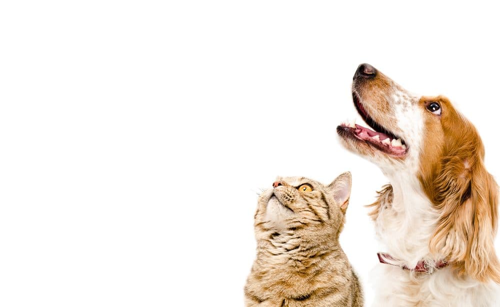Happy dog and cat at Traveling Tails Veterinary Clinic