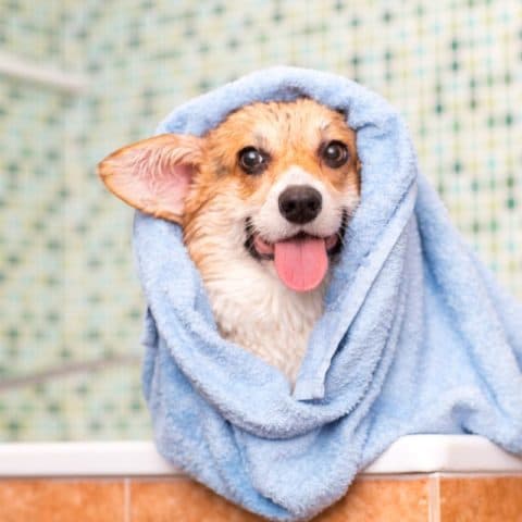 Pet Bath