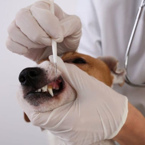 Dental Care