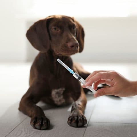 Pet Vaccinations