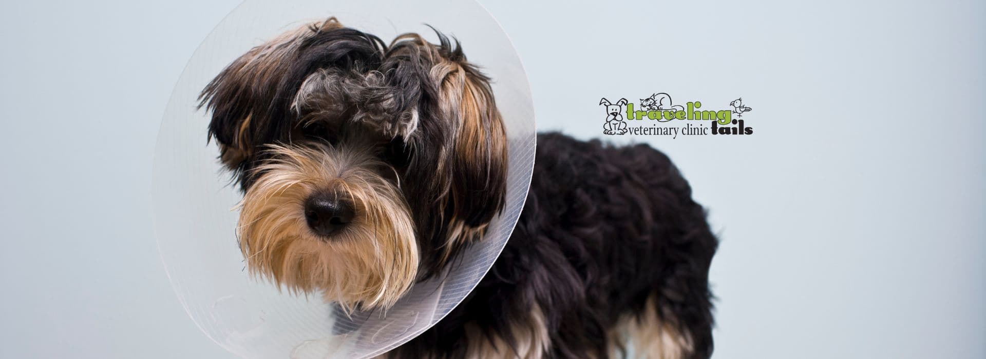 All You Need To Know About Spaying And Neutering Your Dog