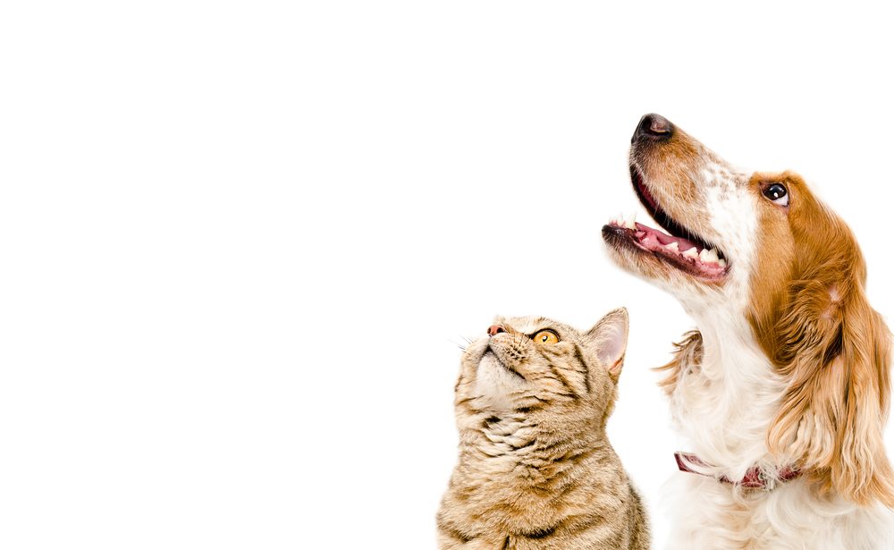 Traveling Tails Veterinary Clinic North Loop 1604
