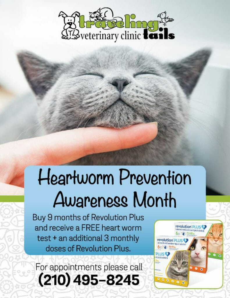 Heartworm Cat Prevention Special Traveling Tails Veterinary Clinic