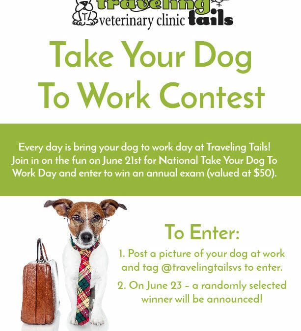 Take Your Dog To Work Contest