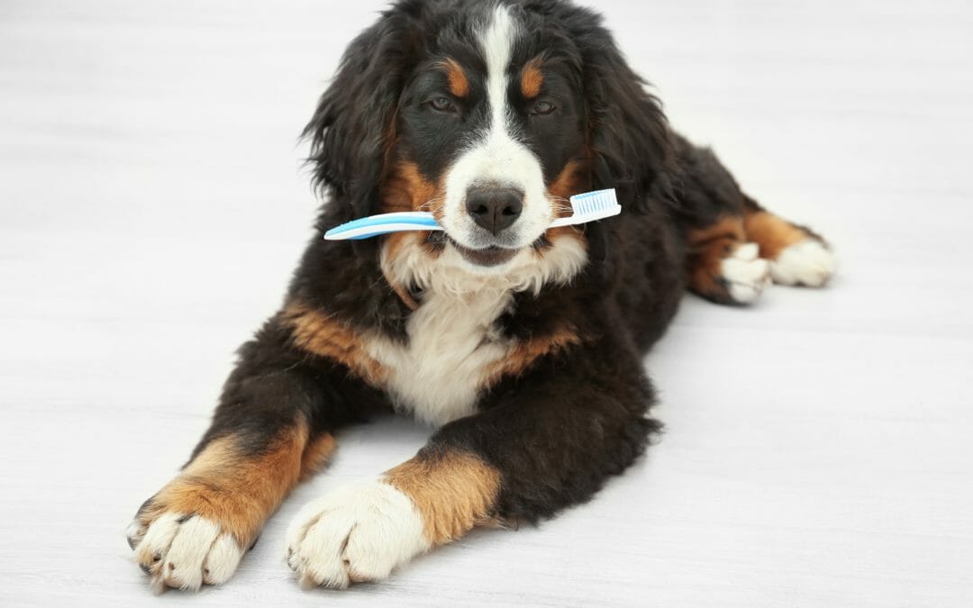 Pet Dental Care: Why It’s Important