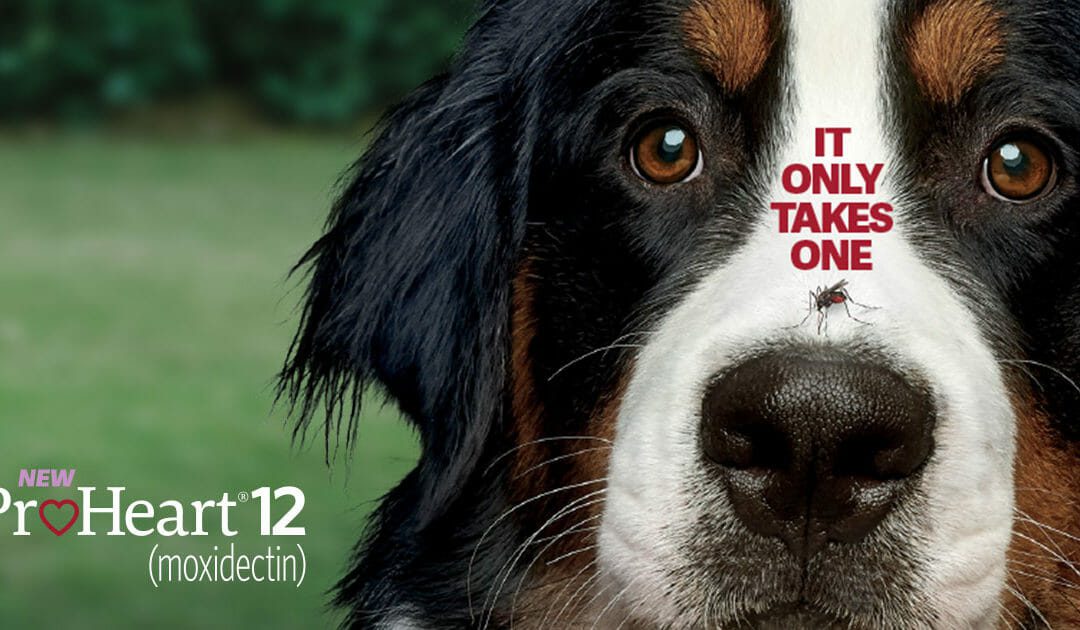One Dose Once a Year-Heartworm Disease Prevention
