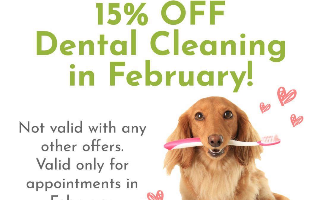 Monthly Offer For February