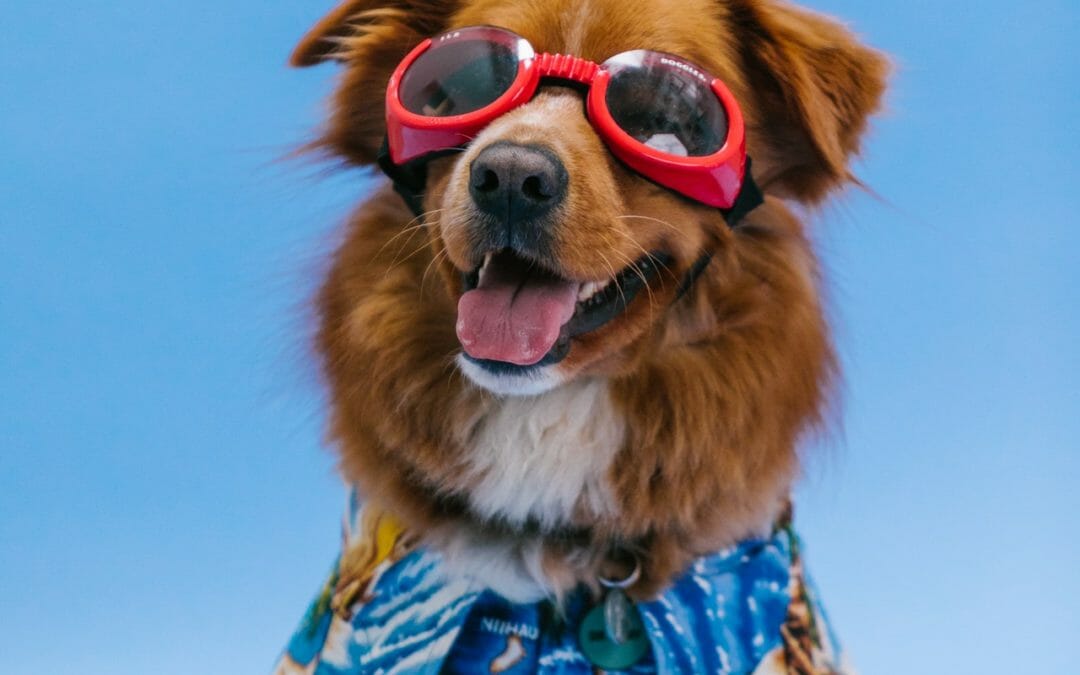 How to Keep Your Pet Safe in the Blistering Heat