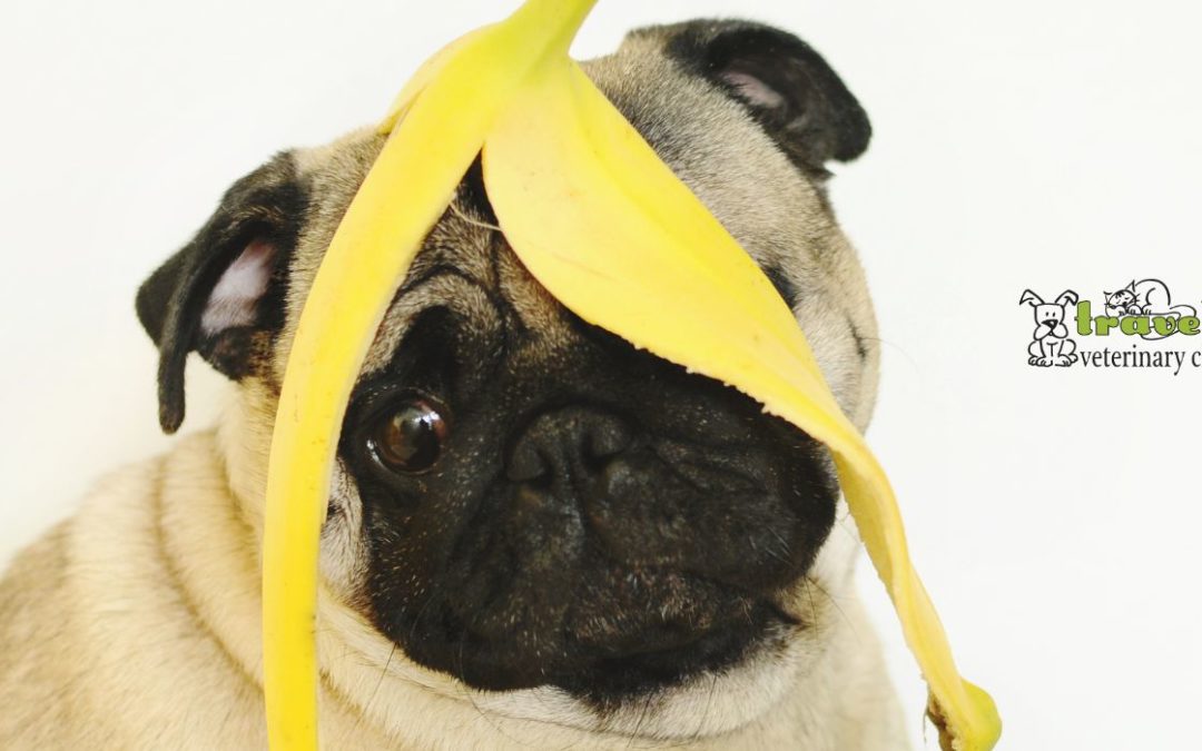 Can Dogs Eat Bananas? Are Bananas Good For Dogs? Can Dogs Have Bananas?