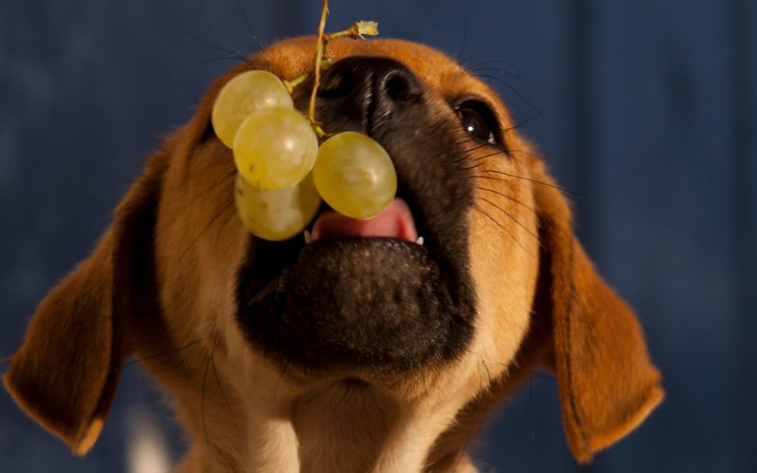 Can Dogs Eat Grapes? – Why Does My Dog Love Grapes?