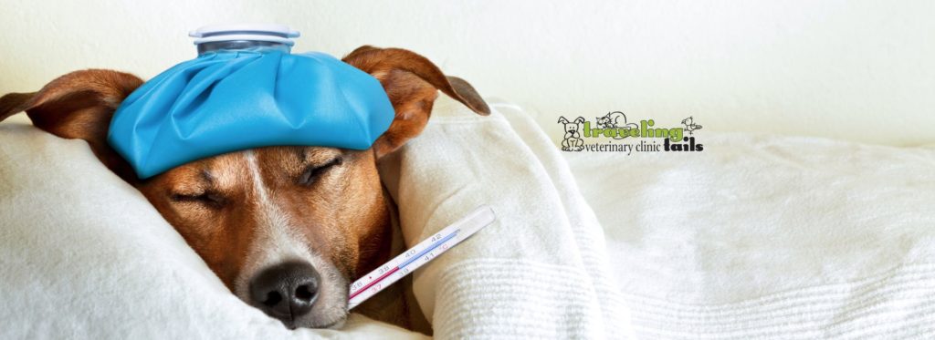 Exploring Veterinary Treatments For Chronic Illnesses in Pets