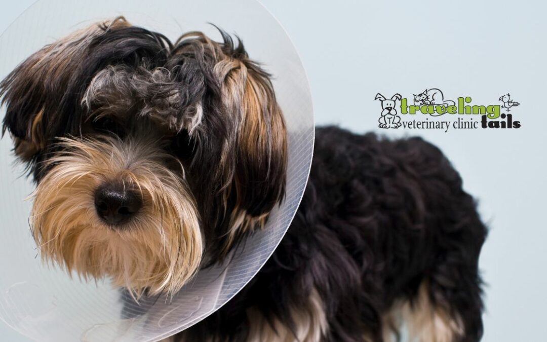 All You Need To Know About Spaying And Neutering Your Dog
