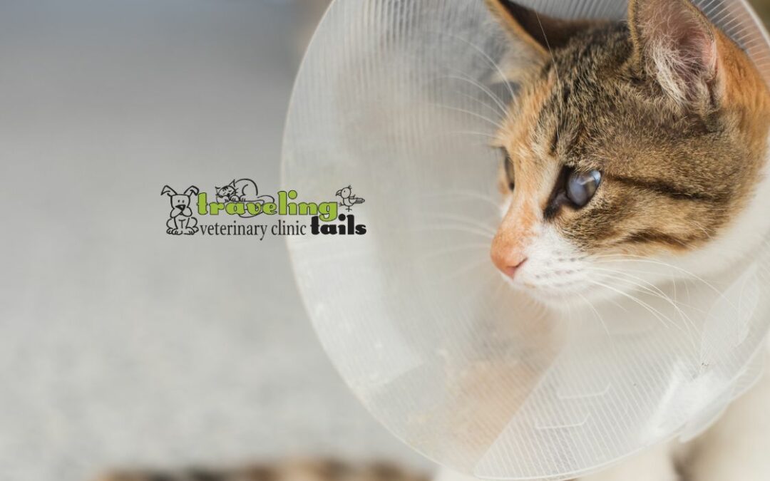 How To Find A Quality Spay And Neuter Vet In San Antonio